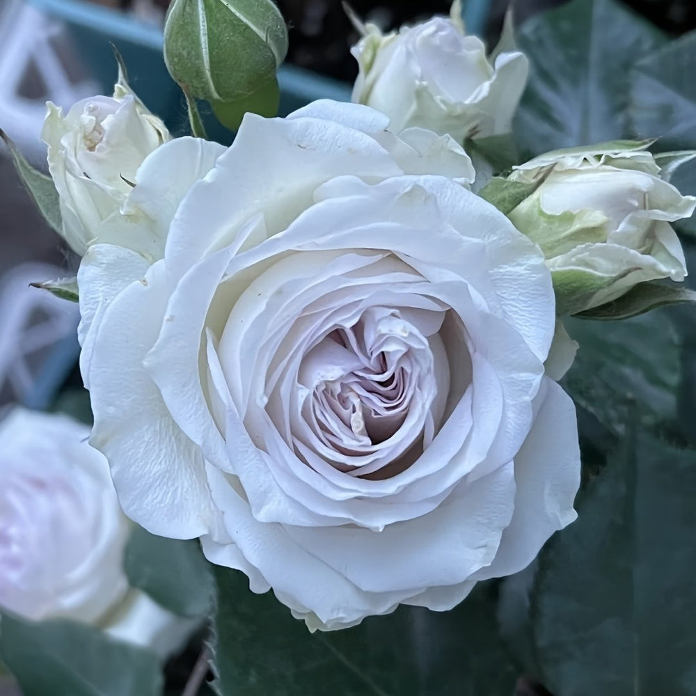 Silver Rain Rose Plant|银雨 image 5
