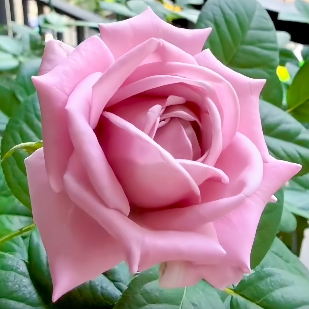 Amethyst Rose Plant｜紫龙晶 image 6