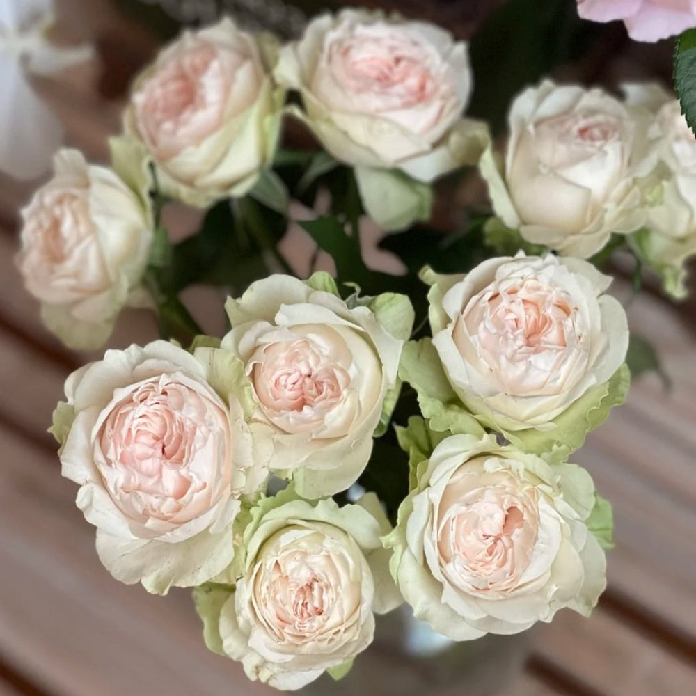 Victorian Bride Rose Plant|维多利亚新娘 image 6