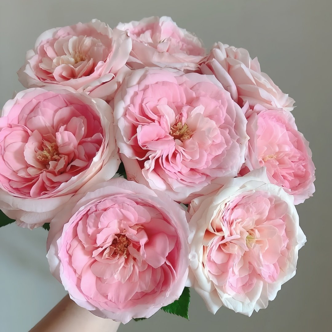 Bella Linda Kiss Rose Plant｜亲吻琳达 image 9