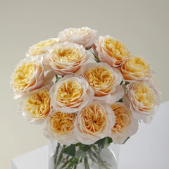 King's Cross Rose Plant｜国王十字架 image 0