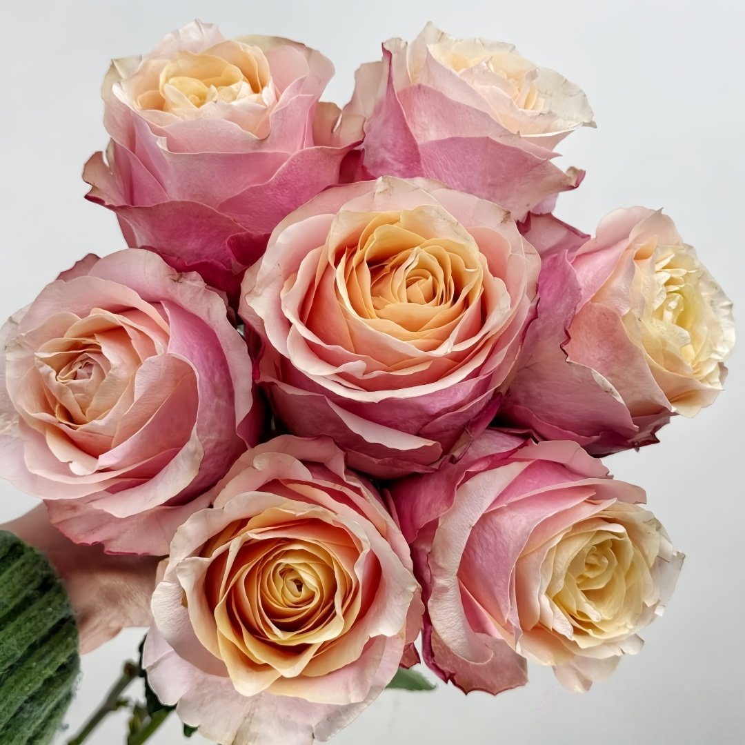 Gran Donna Rose Plant|格兰夫人 image 0