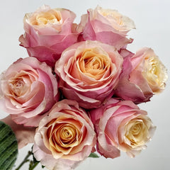 Gran Donna Rose Plant|格兰夫人 image 0