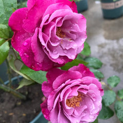 Muriel Robin Rose Plant|光明知更鸟 image 1