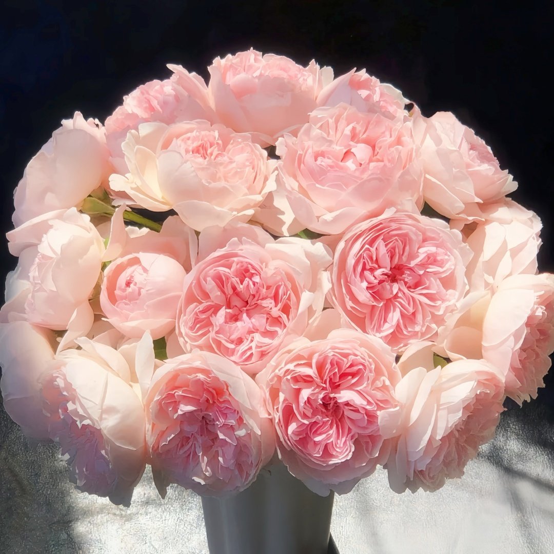 Peony Pink Rose Plant|芍药粉 image 9