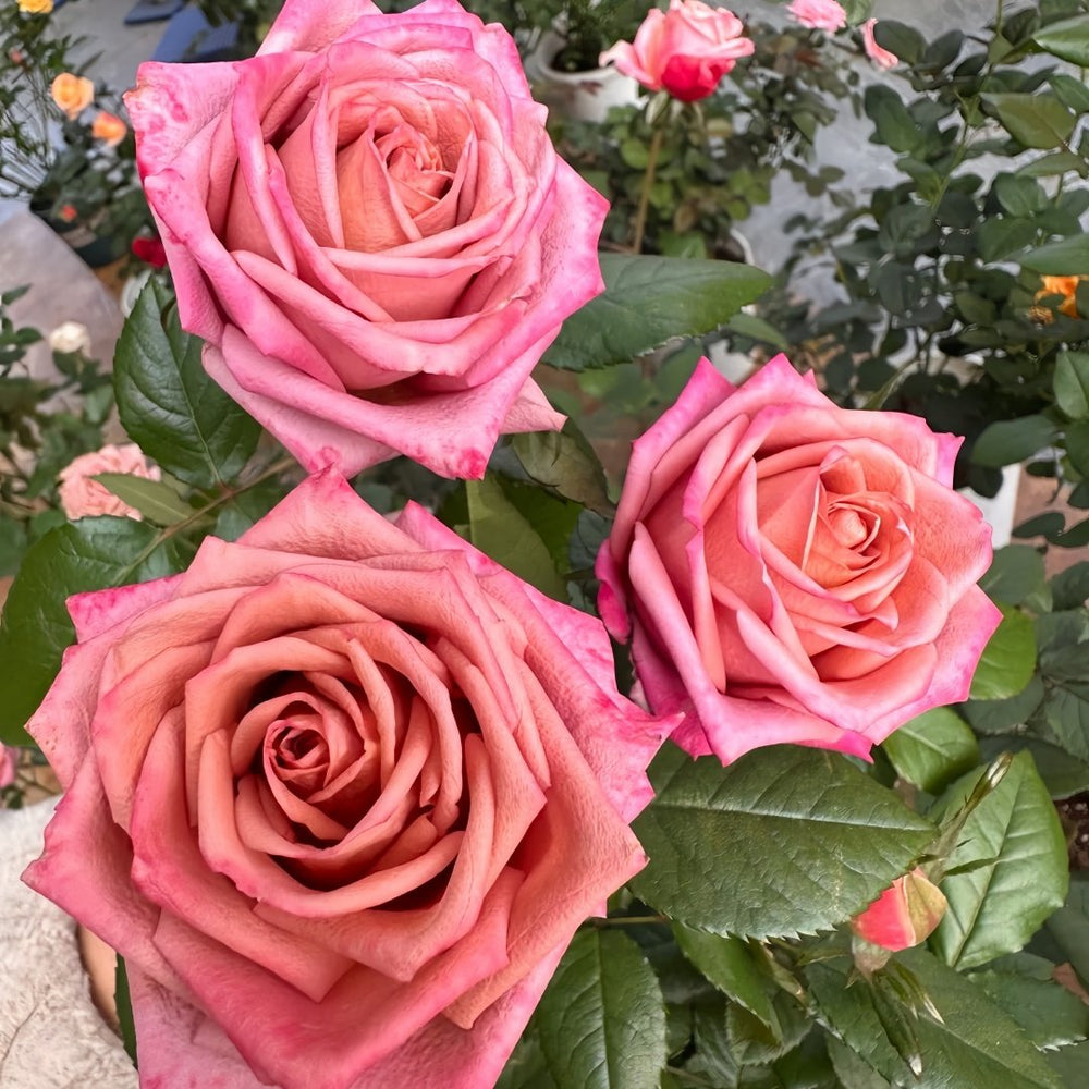 Barista Rose Plant ｜调香师 image 6