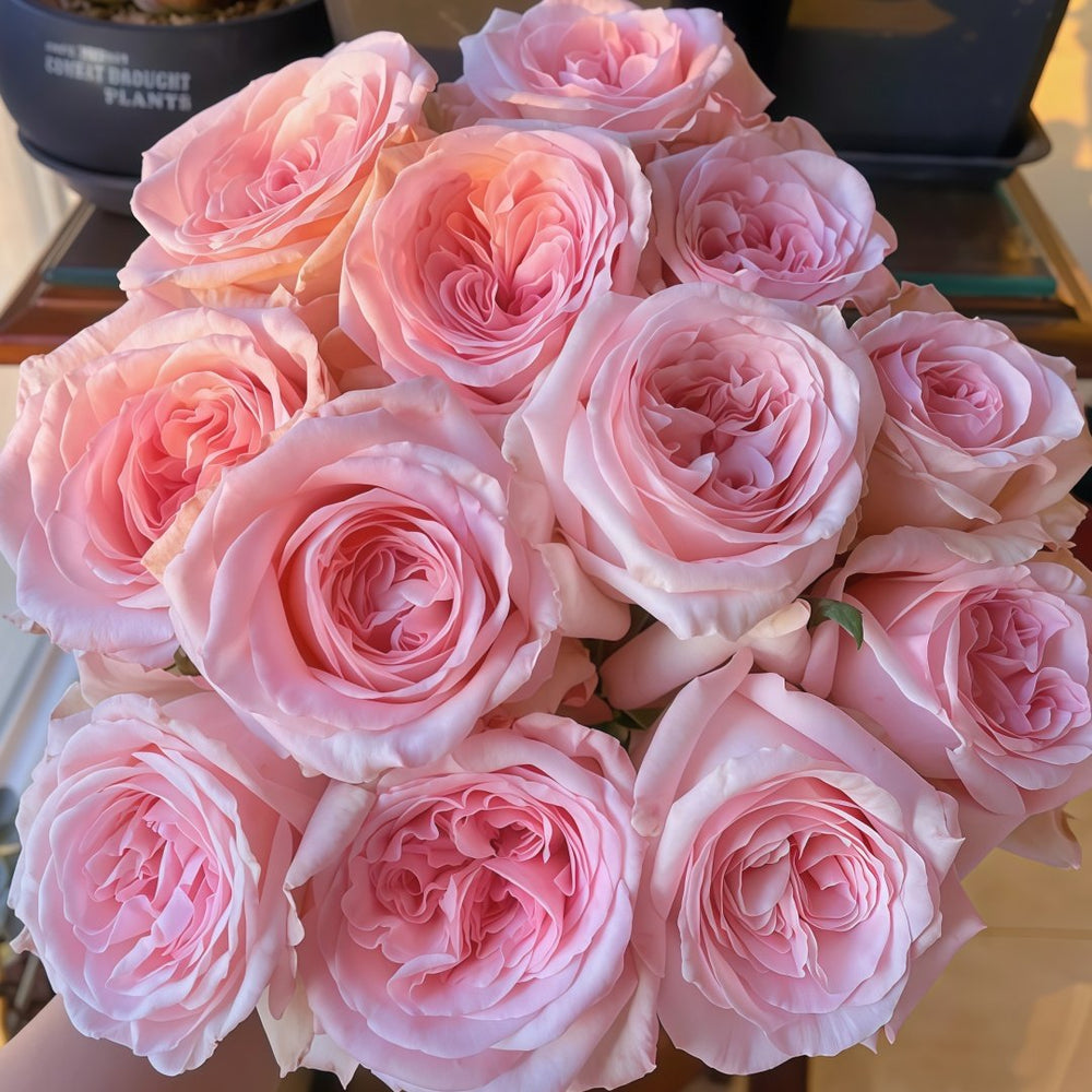 Pink O‘Hara Rose Plant|粉荔枝 image 1