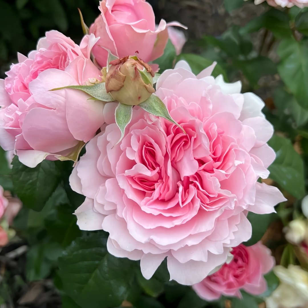 Miranda Rose Plant | 米兰达 image 3