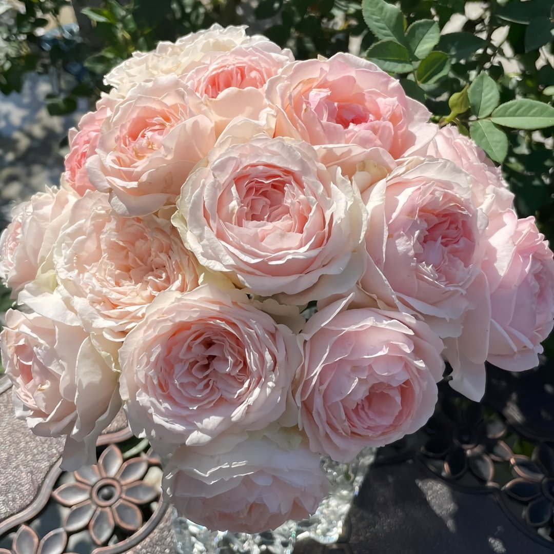 M-nostalgic romance Rose Plant|怀旧浪漫 image 4