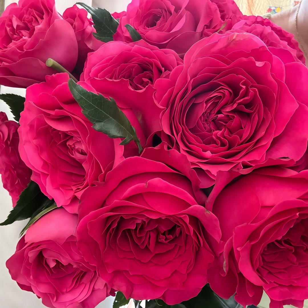 Hettie Rose plant｜海蒂 image 3