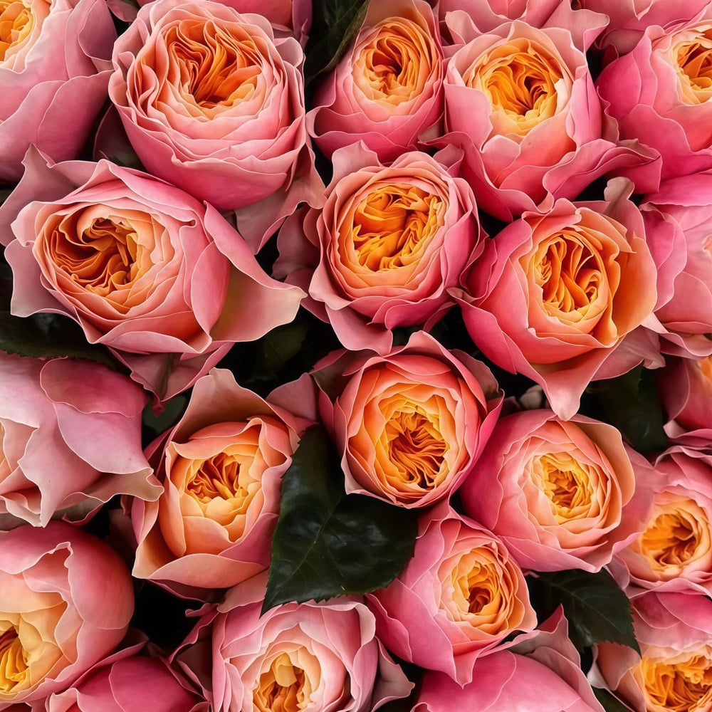 Romantic Vuvuzela Rose Plant|浪漫珊瑚心 image 4