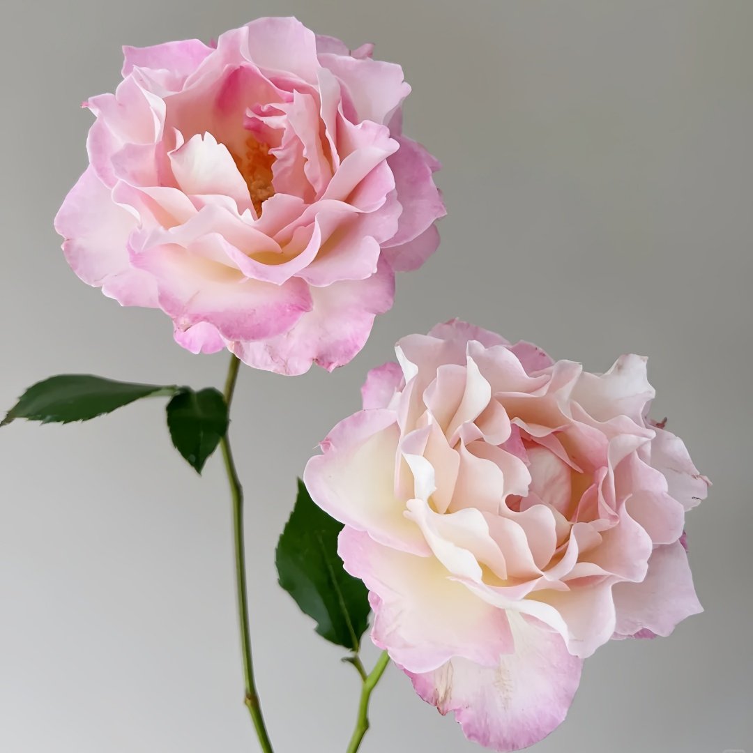 Seraphim Rose Plant｜六翼天使 image 4