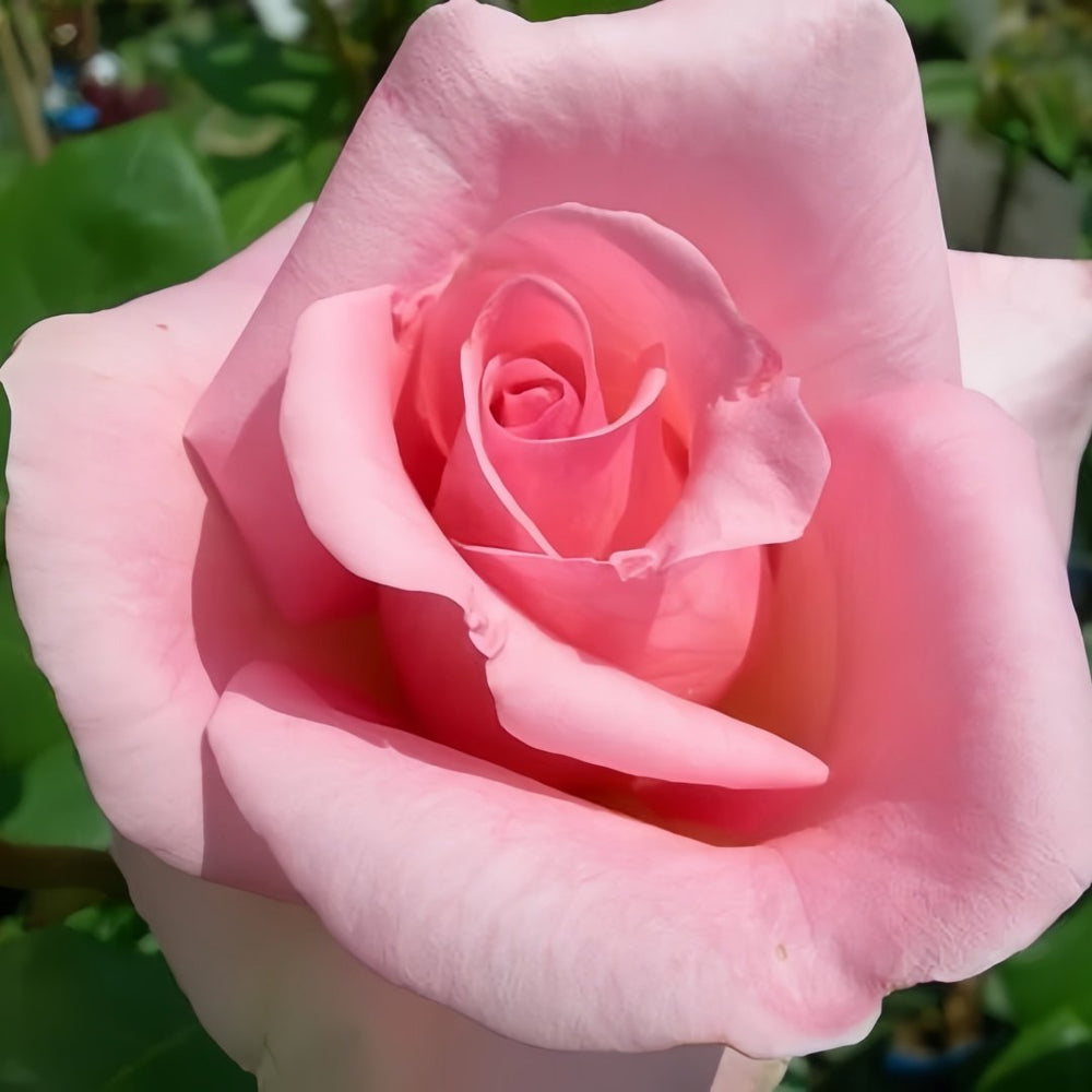 Summer Lady Rose Plant|夏日女士 image 3