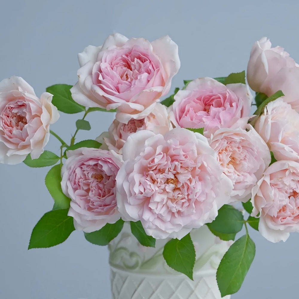 Antoinette Rose Plant|绝代艳后 image 6
