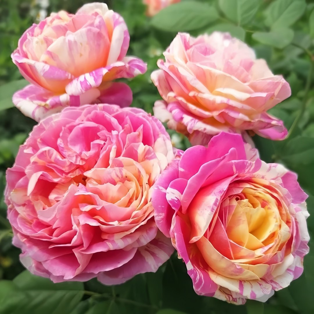Claude Monet Rose Plant｜莫奈 image 7