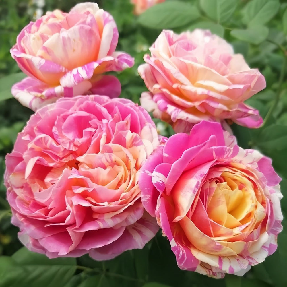 Claude Monet Rose Plant｜莫奈 image 7