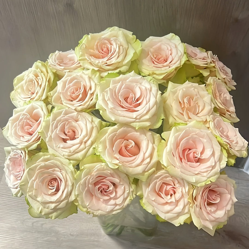 Pompeii Rose Plant｜庞贝 image 0