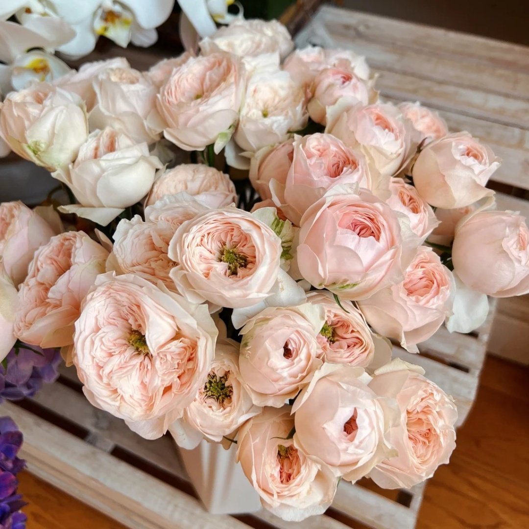 Sweet Diamond Rose Plant|甜蜜钻石 image 6