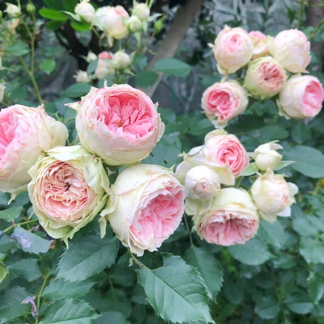 Pompom Verand Rose Plant｜门廊绒球 image 7