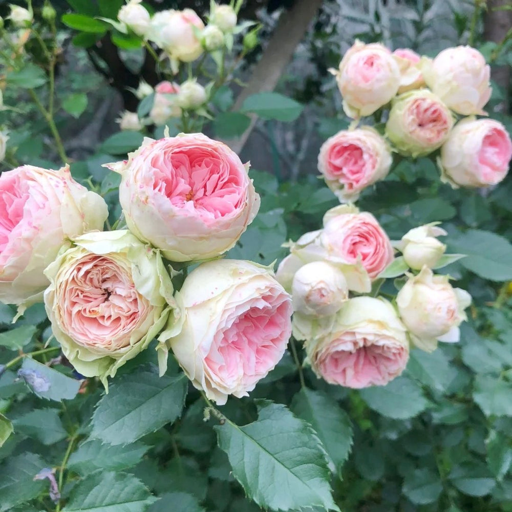 Pompom Verand Rose Plant｜门廊绒球 image 7