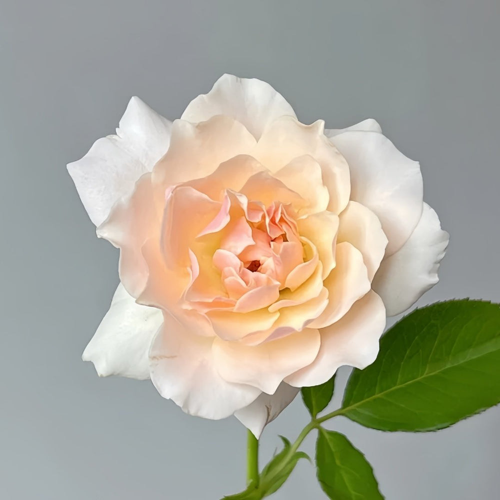 Chou Chou Rose Plant｜闪闪发光 image 3