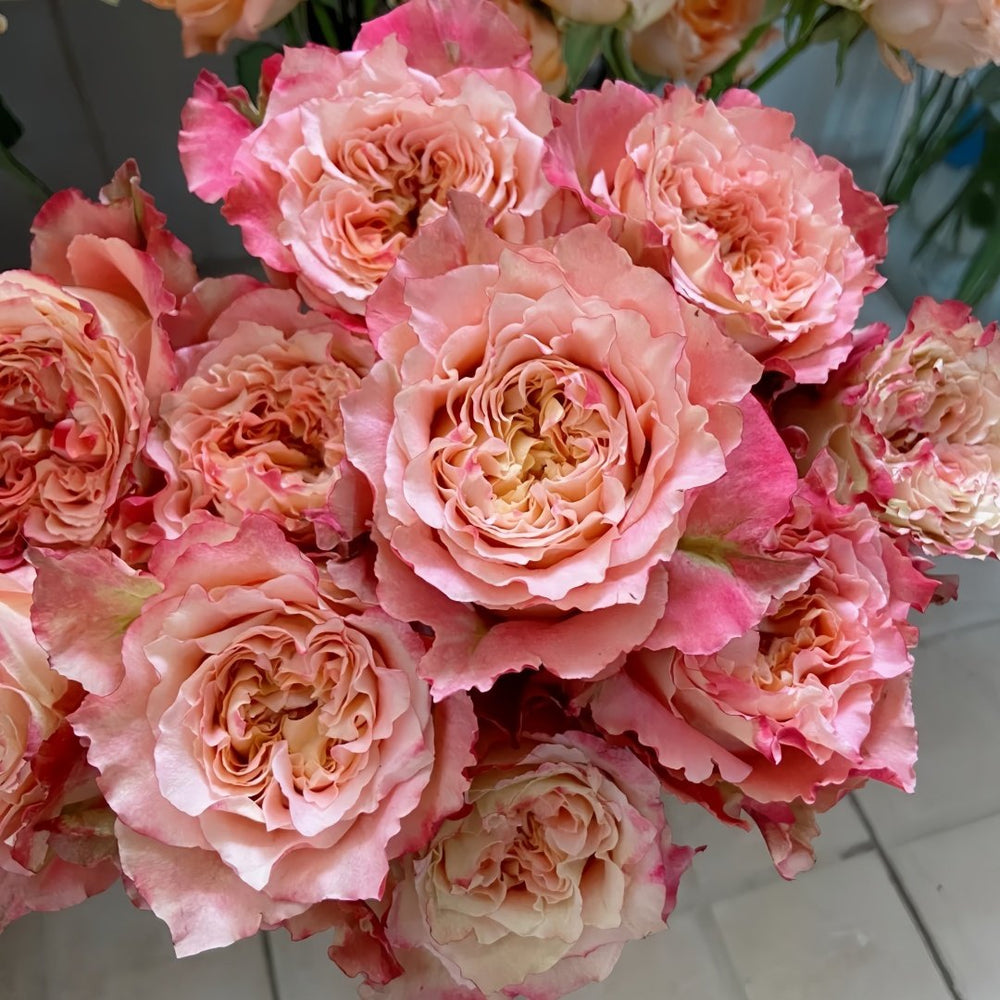 Country Spirit Louise Rose Plant｜乡村路易斯 image 9