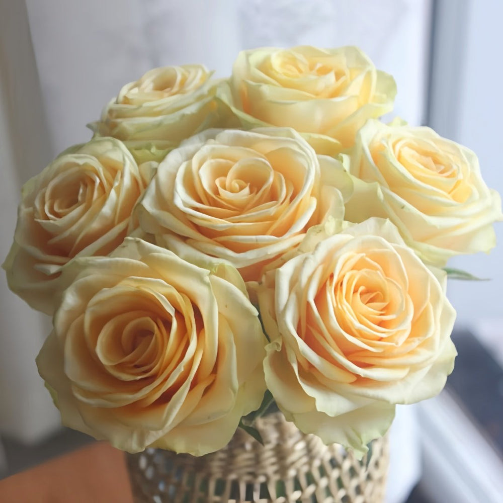 Lemonade Rose Plant|莱蒙乃迪 image 1