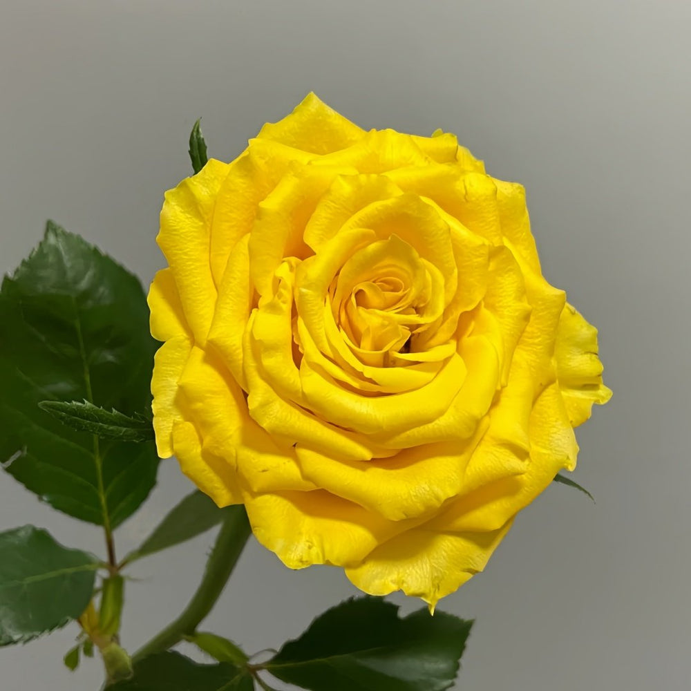 Yellow Breeze Rose Plant｜黄色布雷茨 image 2