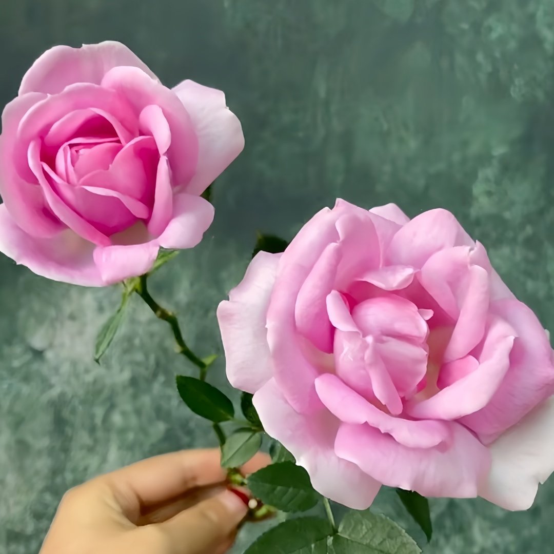 Verdi Rose Plant ｜绝代双骄 image 5