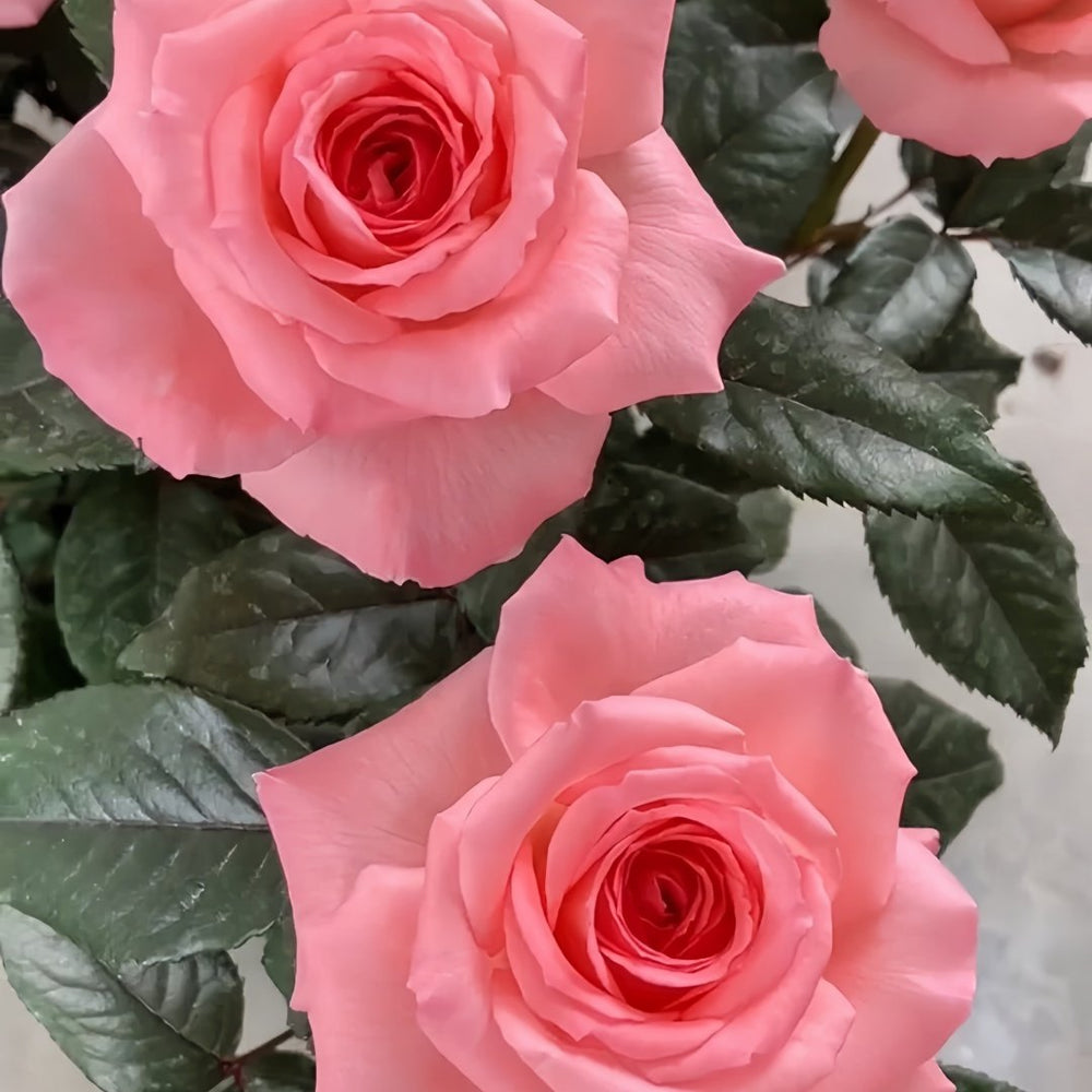 Fragonard Rose Plant | 花宫娜 image 5