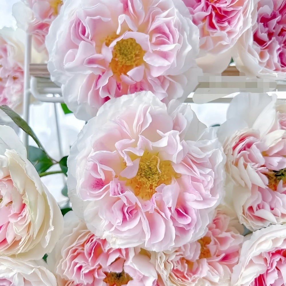 Holiday Island Guernsey Rose Plant｜根西/假日岛芍药 image 6