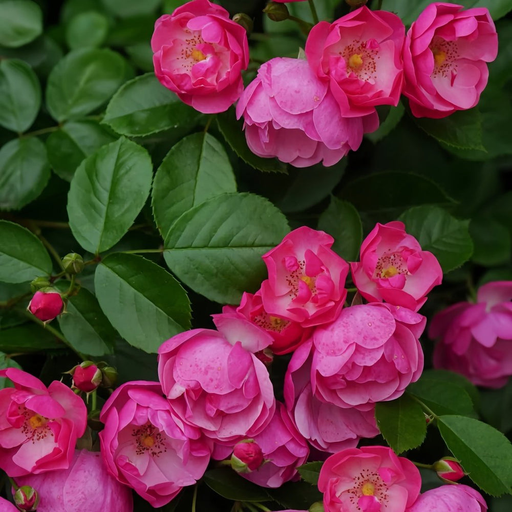 Angela Rose Plant｜安吉拉 image 6