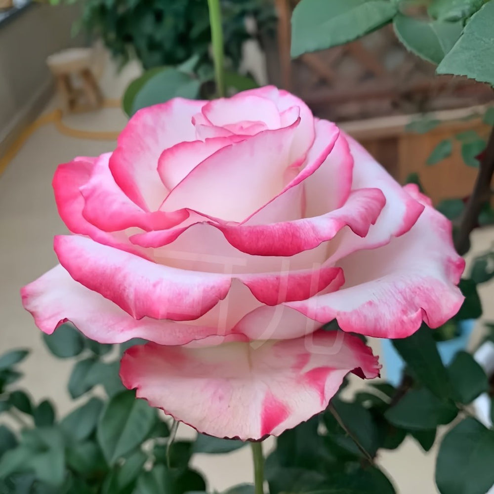 Sweet Berry Rose Plant｜二重奏 image 1
