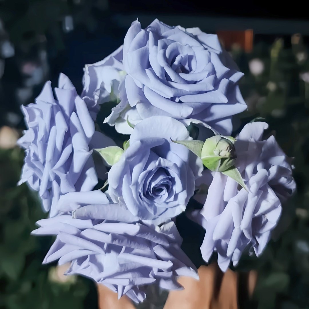 Turn Blue Rose Plant|转蓝 image 9