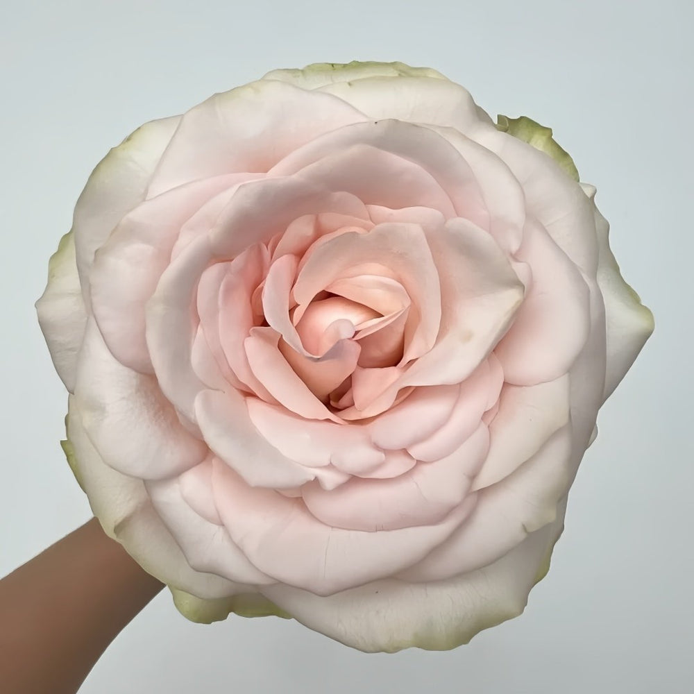 White Peach Gyokuro Rose Plant | 玉露白桃 image 4