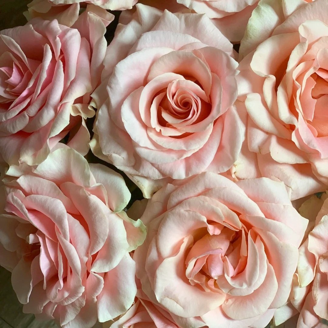 Paul Ricard Rose Plant｜保罗理查德 image 6