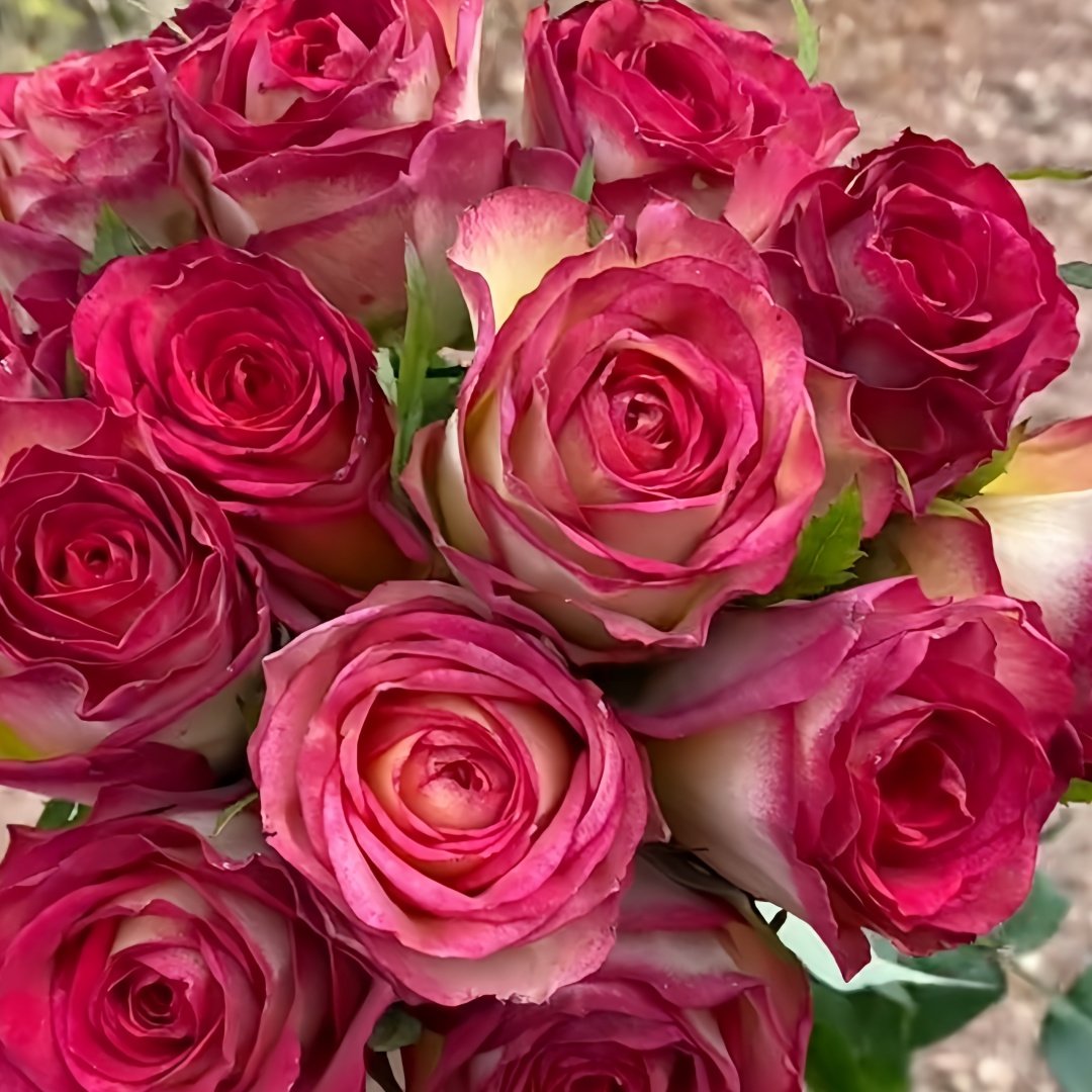 Norwegian Forest Rose Plant|挪威森林 image 5