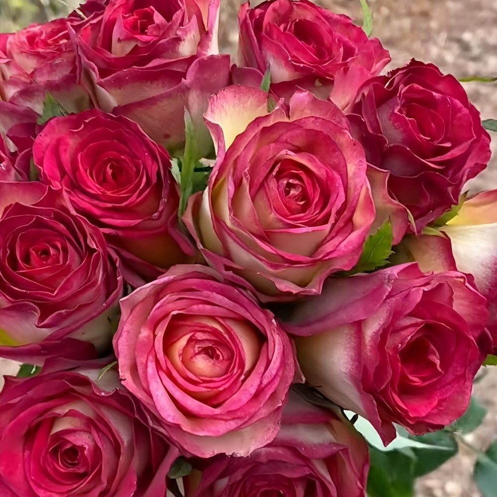 Norwegian Forest Rose Plant|挪威森林 image 5