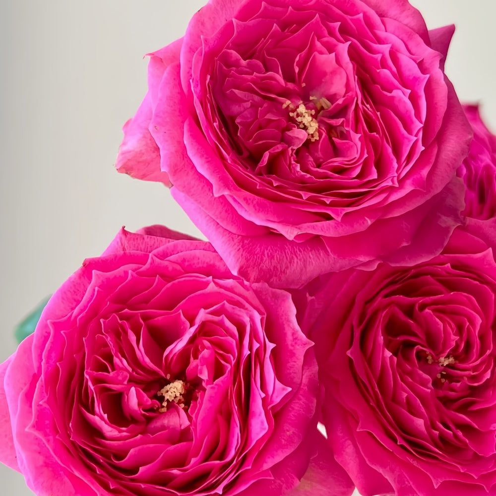 Baby Sophie Rose Plant｜苏菲宝贝 image 7