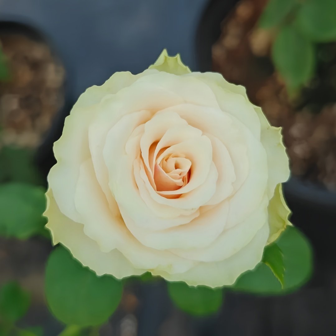 Pompeii Rose Plant｜庞贝 image 3