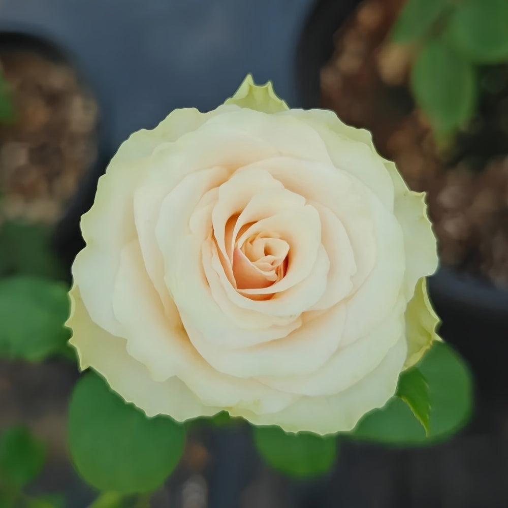 Pompeii Rose Plant｜庞贝 image 3