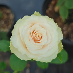 Pompeii Rose Plant｜庞贝 image 3