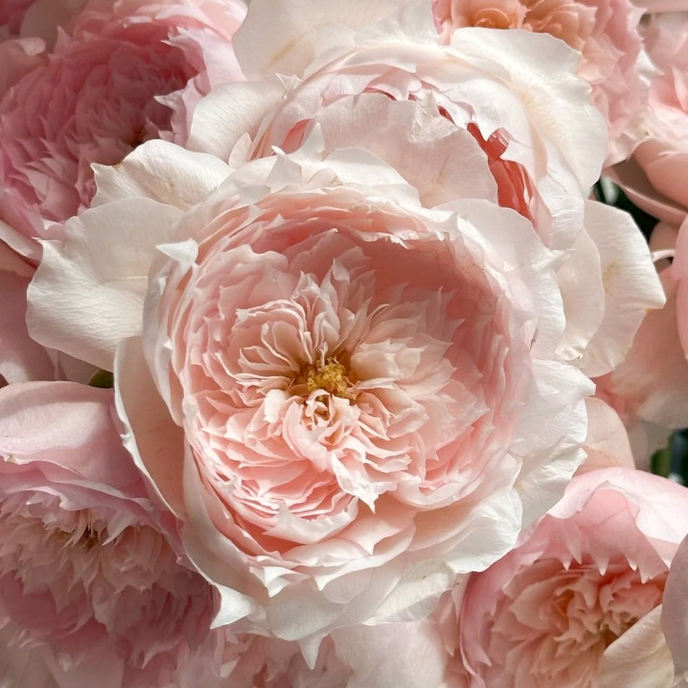 Monique Darve Rose Plant | 莫妮卡戴维 image 6