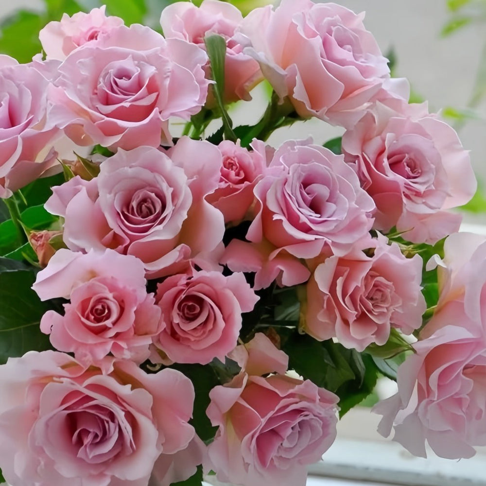 La mariee Rose Plant｜新婚 image 9