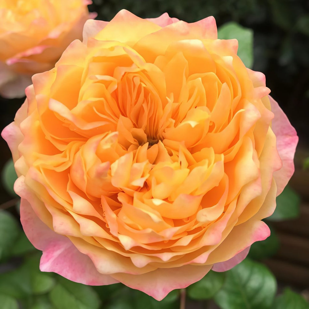 Golden Vuvuzela Rose Plant｜金色珊瑚心 image 6