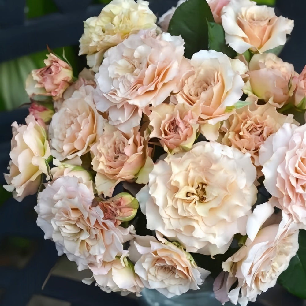 Ailes Rose Plant|翅膀/翼天使/第九天使 image 9