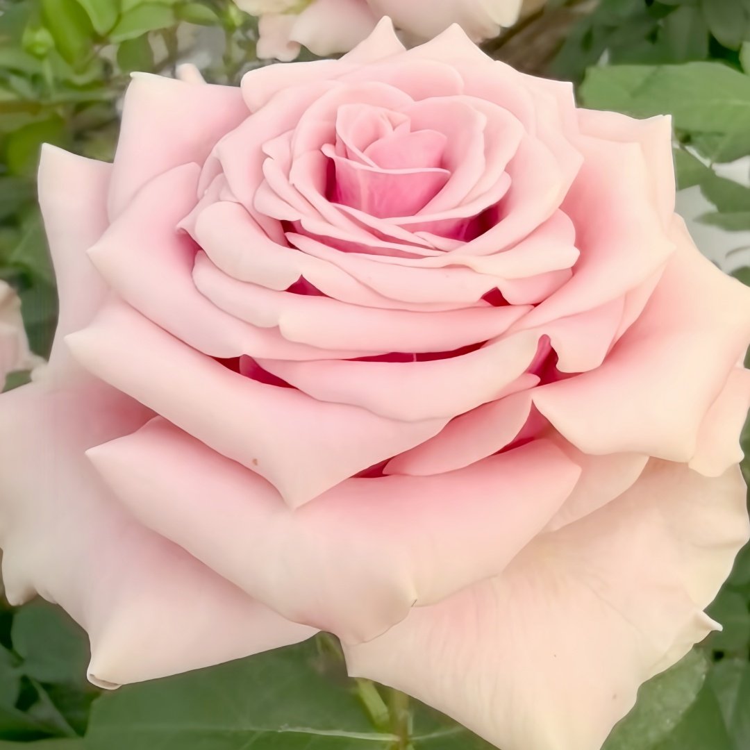 Prime Time Rose Plant|黄金时间 image 4