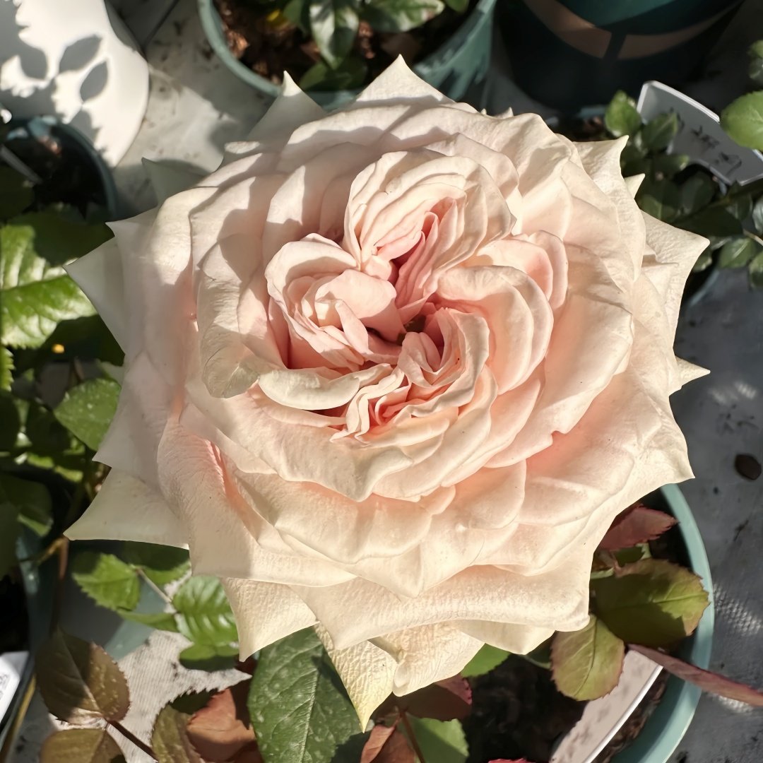 Candy Horizon Rose Plant｜糖果地平线 image 7