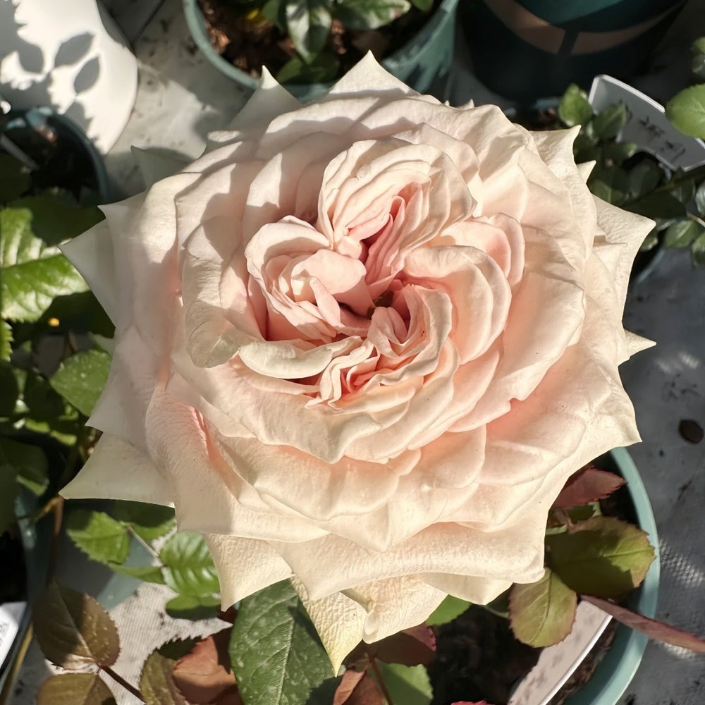 Candy Horizon Rose Plant｜糖果地平线 image 7