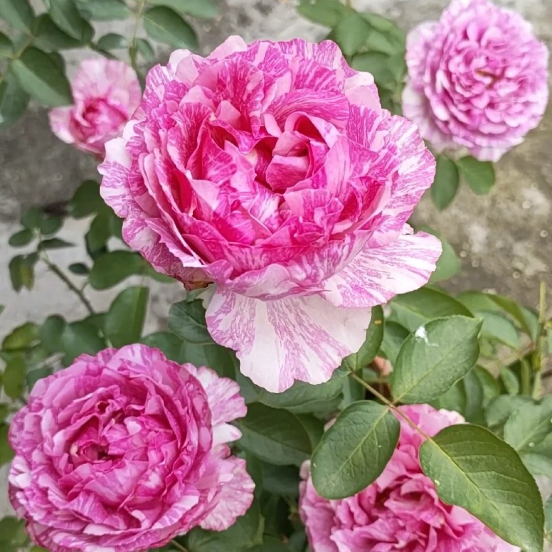 Yves Splash Rose Plant | 伊芙飞溅 image 6